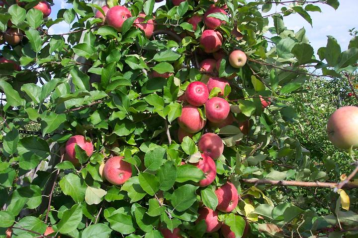 apple 006.jpg